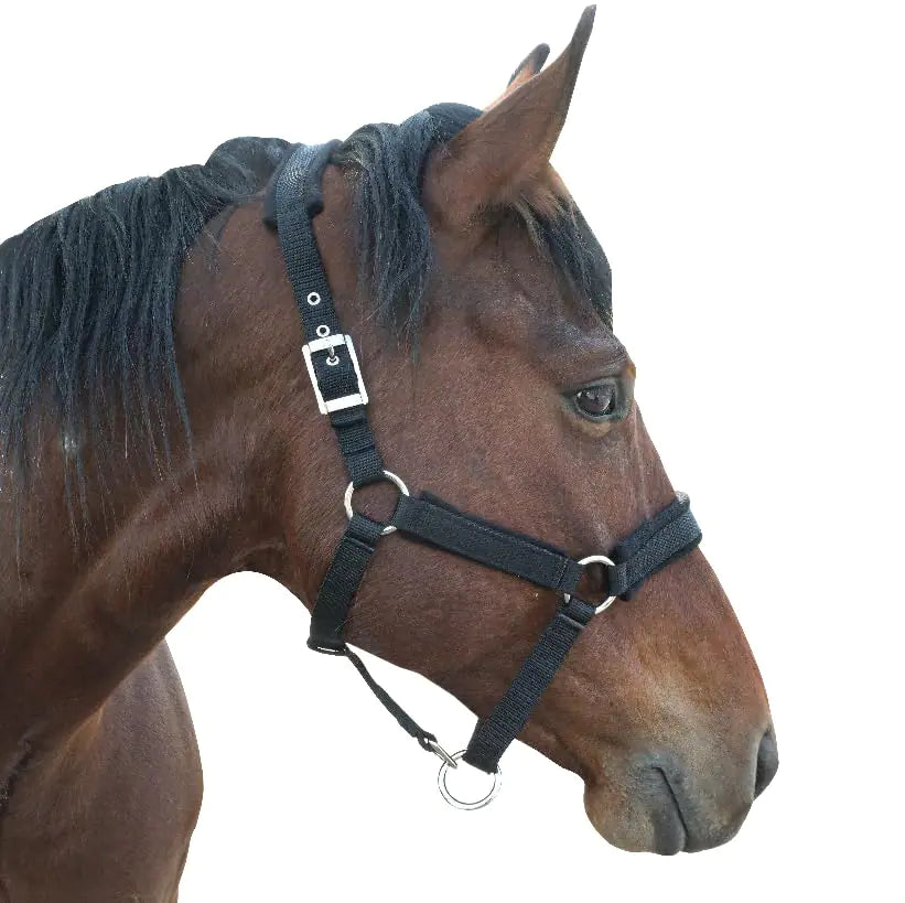 Kabahorze Adjustable Fleece-Lined Horse Halter - Black, Large
